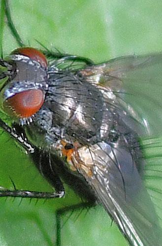 Macquartia tenebricosa
